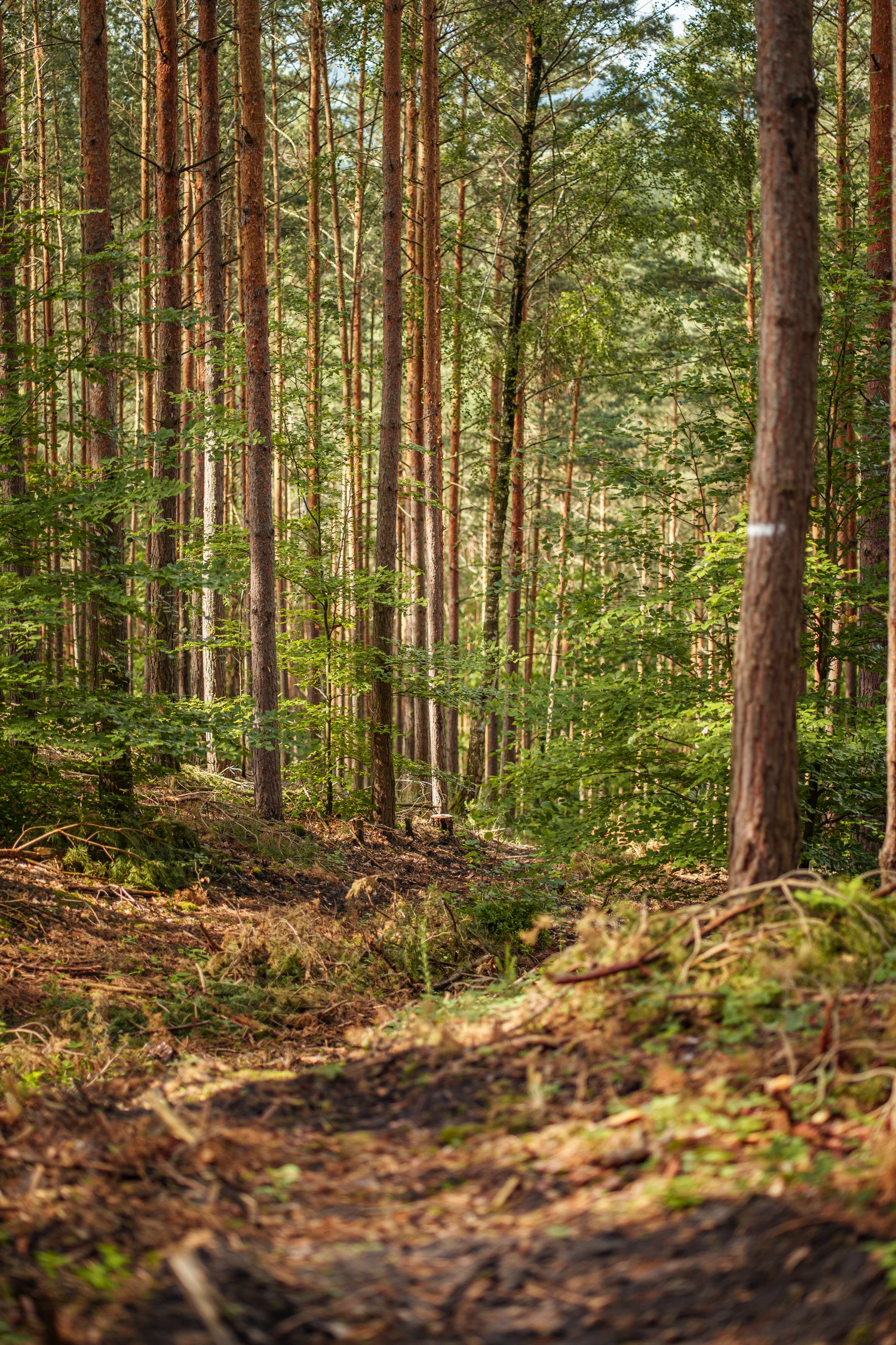 trailpark ratdsberg poessneck -DRV02551